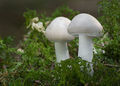 Hygrophorus agathosmus